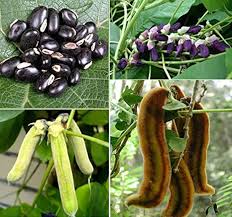 Image result for Mucuna pruriens