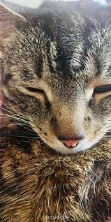 Want To Cat Proof Your Home Get These 8 Extremely Simple Fixes Cat Proofing Cats Cat Care