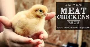 Others save kitchen scraps and compost them in the backyard to reduce the amount of waste they produce. How To Raise Meat Chickens Part 1