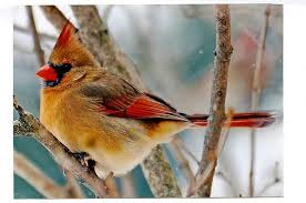 Backyard Birds Of Southern Illinois Winter Songbird Id Quiz Birds And Blooms Song Bird Backyard Birds Bird Species