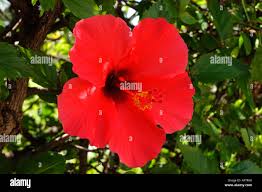 Image result for Hibiscus platycalyx