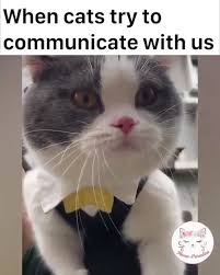 Wenn Katzen Versuchen Mit Uns Zu Kommunizieren Folgen Sie Fur Weitere Videos Katzen Witzige Katzenfotos Lustige Tiere