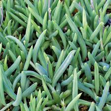 Image result for Senecio greenwayi