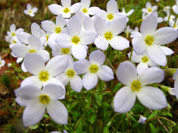 Most gardens/parks in hong kong. Seven Spring Blooms You Will See Everywhere In Worcester