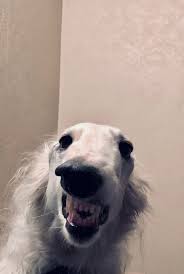 5 facts 5 tags i can't sleep without thinking up story ideas. Borzoi Daily