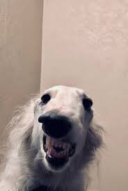 Get detailed borzoi facts, health, history, appearance, temperament, and maintenance information on wag! Borzoi Daily