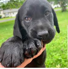 Best 3d Labrador Stikers For 0 99 Labrador Retriever Puppies Pet Dogs Puppies