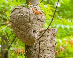 Best time for bald faced hornet nest removal. Bald Faced Hornets What Are They And How Can You Get Rid Of Them Cavanaughs Pest