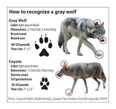 Colleen On Twitter Wolf Colors Coyote Dog Corner