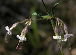 Image result for Silene kiwuensis