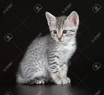 Egyptian Mau Breeder & Kittens for Sale from Belle Hollow ...