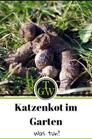 Was Tun Gegen Katzenkot Im Garten Mittel Und Tipps Topfgartenwelt Gartenblog Foodblog Familienblog