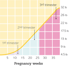 Self Health Trimesters In Pregnancy