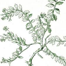 Image result for Laurembergia repens