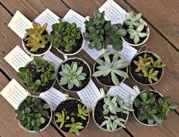 Baby Shower Favors Teacup Succulents Amy Latta Creations