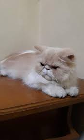 Maybe you would like to learn more about one of these? Kucing Persia Peaknose Betina Perlengkapan Hewan Makanan Hewan Di Carousell