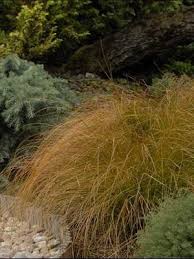 Image result for Carex conferta