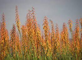 Image result for Kniphofia thomsonii