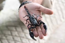 Image result for Scorpion