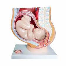 It's located between the abdomen and the legs. Human Female Pelvic Section Pregnancy Anatomical Model Medical Pelvis Anatomy Amazon Com Industrial Scientific