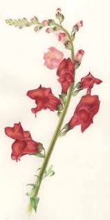 Check spelling or type a new query. 47 Snapdragon Flower Tattoo Ideas Snapdragon Flowers Snapdragons Flower Tattoo