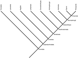 We did not find results for: Kingdom Plantae An Overview Sciencedirect Topics