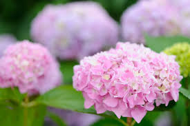 Check spelling or type a new query. Hydrangea Flower Meaning Flower Meaning