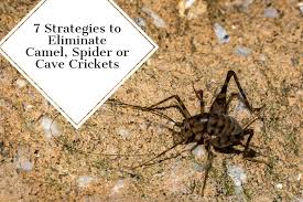 Maybe you would like to learn more about one of these? 7 Strategies To Eliminate Camel Spider Or Cave Crickets