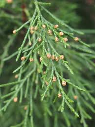 Image result for Juniperus