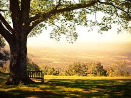 Here you can find college towns, historic sites, wineries, entertainment, and, of course, scenic mountains (with lots of hiking paths), forests, caverns and gorgeous landscapes. Shenandoah National Park The Complete Guide