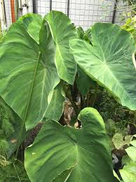 里芋の葉っぱは60cm 短形自然薯もムカゴが大きくなり始めました プランターでの野菜栽培記録