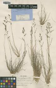 Image result for Eragrostis habrantha