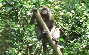 Cara mengatasi gatal dengan kulit pisang juga sangat mudah, anda cukup menggosokkan kulit pisang pada bagian kulit yang gatal. Petani Pisang Di Agam Rugi Belum Panen Sudah Diserang Kawanan Kera Bagian 1