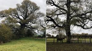 From ohio asked, there's a tree in my backyard that looks diseased (spotty, yellowing leaves) and at least one branch is completely dead. Forgotten Elm Tree Set To Make A Comeback Bbc News