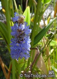 Image result for Pontederia