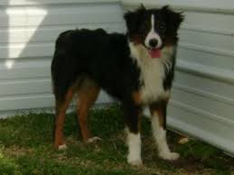 Maybe you would like to learn more about one of these? Common Black Australian Shepherd Color Patterns Hubpages