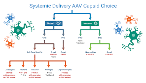 The mixture of cellular proteins then is resolved by gel electrophoresis , and the gel is subjected to autoradiography or phosphorimager analysis. Addgene Gradinaru Php Serotypes