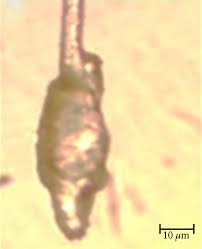 Image result for Dicerocaryum senecioides