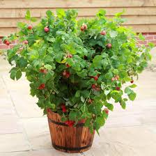 Browse & discover thousands of brands. Raspberry Ruby Beauty Plant From Mr Fothergill S Seeds And Plants