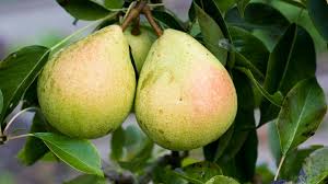 It would be worth trying in zone 2 as well, meaning that they can grow in saskatoon, regina, edmonton, thunder bay or winnipeg without trouble! Pear Pyrus Communis British Trees Woodland Trust