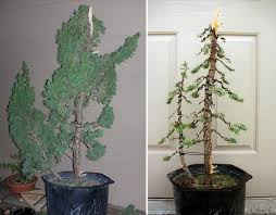 We usually aim for slightly rounded yet triangular pad shapes with most bonsai when trimming shape into them. A Beginner S Guide To Bonsai Dengarden