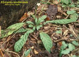 Image result for Elytraria