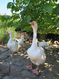 Removing gnats from the kitchen. Poultry Surrey Docks Farm