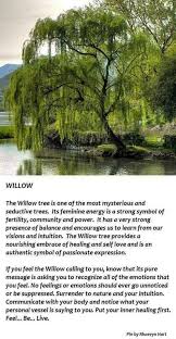 Pin By Christy On Trees With Images Weeping Willow Tree Weeping Willow