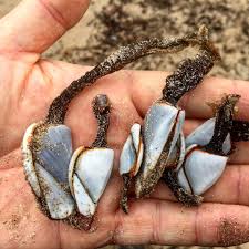 Galloway Wild Foods - Goose barnacles, Lepas anatifera, found on Islay attached to a large piece of driftwood. Apt we should find them in one of Scotland's overwintering goose hotspots, as it
