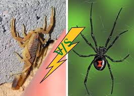 While individual species vary in appearance, widow spiders are typically black or dark in color, with a red hourglass shape of some type on the abdomen. Deathstalker Scorpion Vs Black Widow Spider Most Dangerous Scorpion