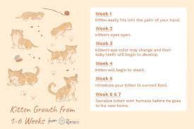 What To Expect In The First 6 Weeks Of Your Kitten S Life Newborn Kittens Feeding Kittens Kitten Care Newborn