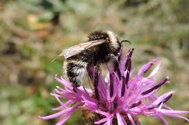 Image result for Bombus sylvestris