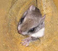 Southern Flying Squirrel From Nc Wins Ncpedia