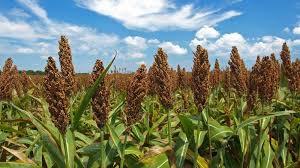 Check spelling or type a new query. Sorgo Da Granella Applicazione E Tecnologia Di Coltivazione Foto Tasso Di Semina Per Ettaro Descrizione Dei Semi Di Sorgo